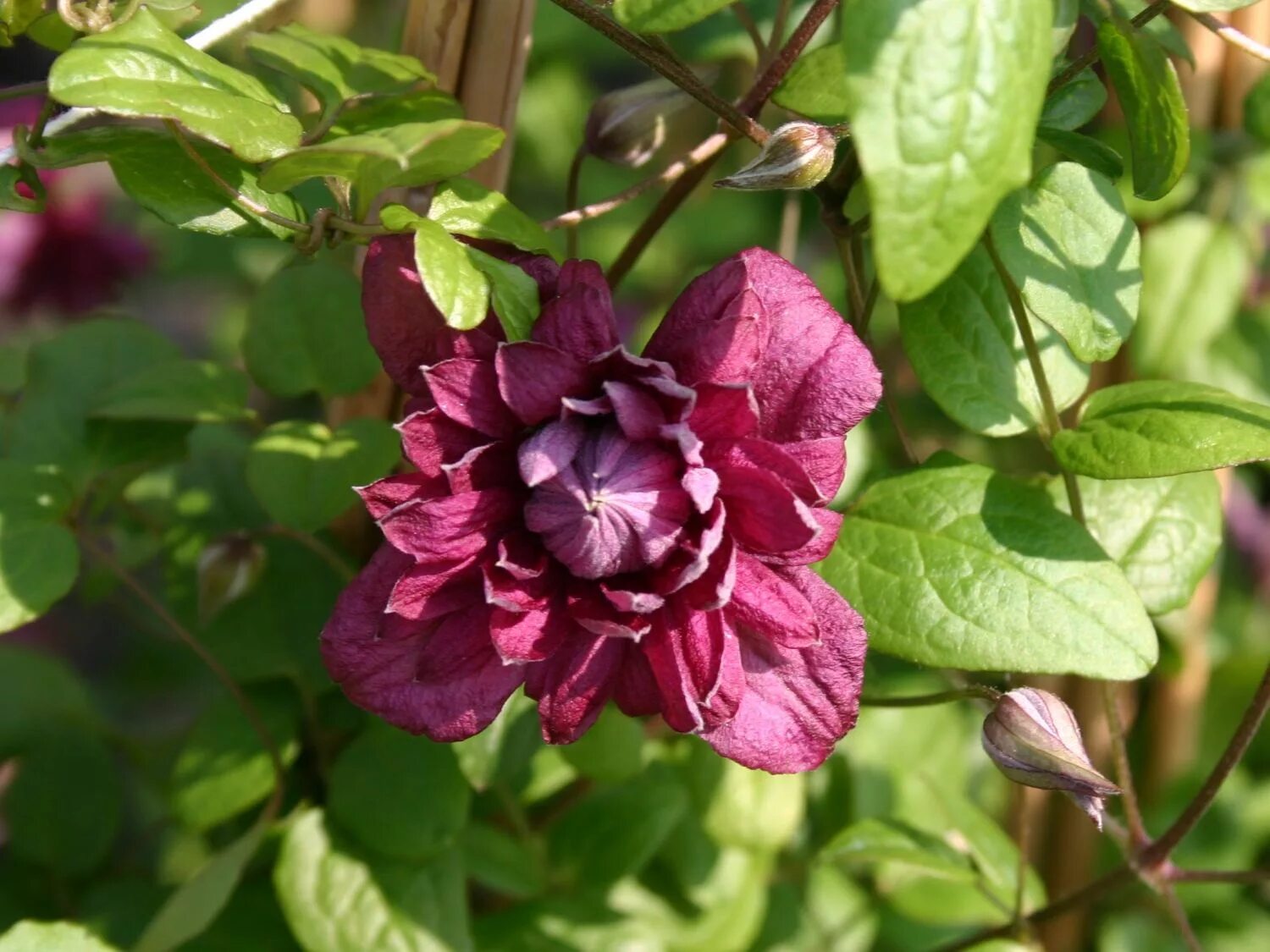 Клематис purpurea Plena. Клематис Пурпуреа плена Элеганс. Клематисы Пурпуреа плена. Клематис Ботанический Пурпуреа плена Элеганс. Клематис сорта пурпуреа плена элеганс