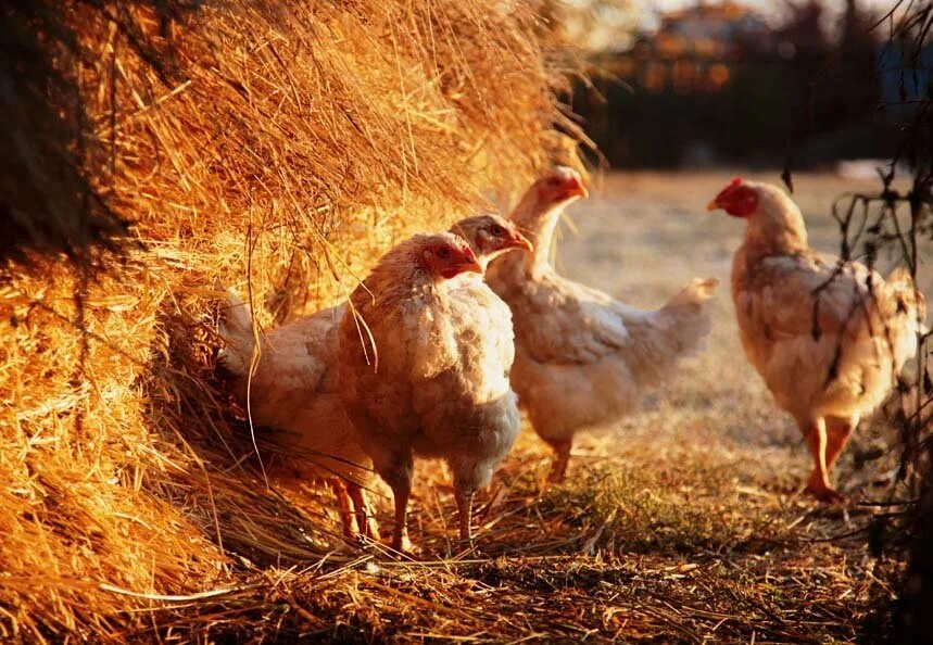 сх птица. сельскохозяйственные птицы. курочка с цыплятами. сх птица. цыпленок в траве.