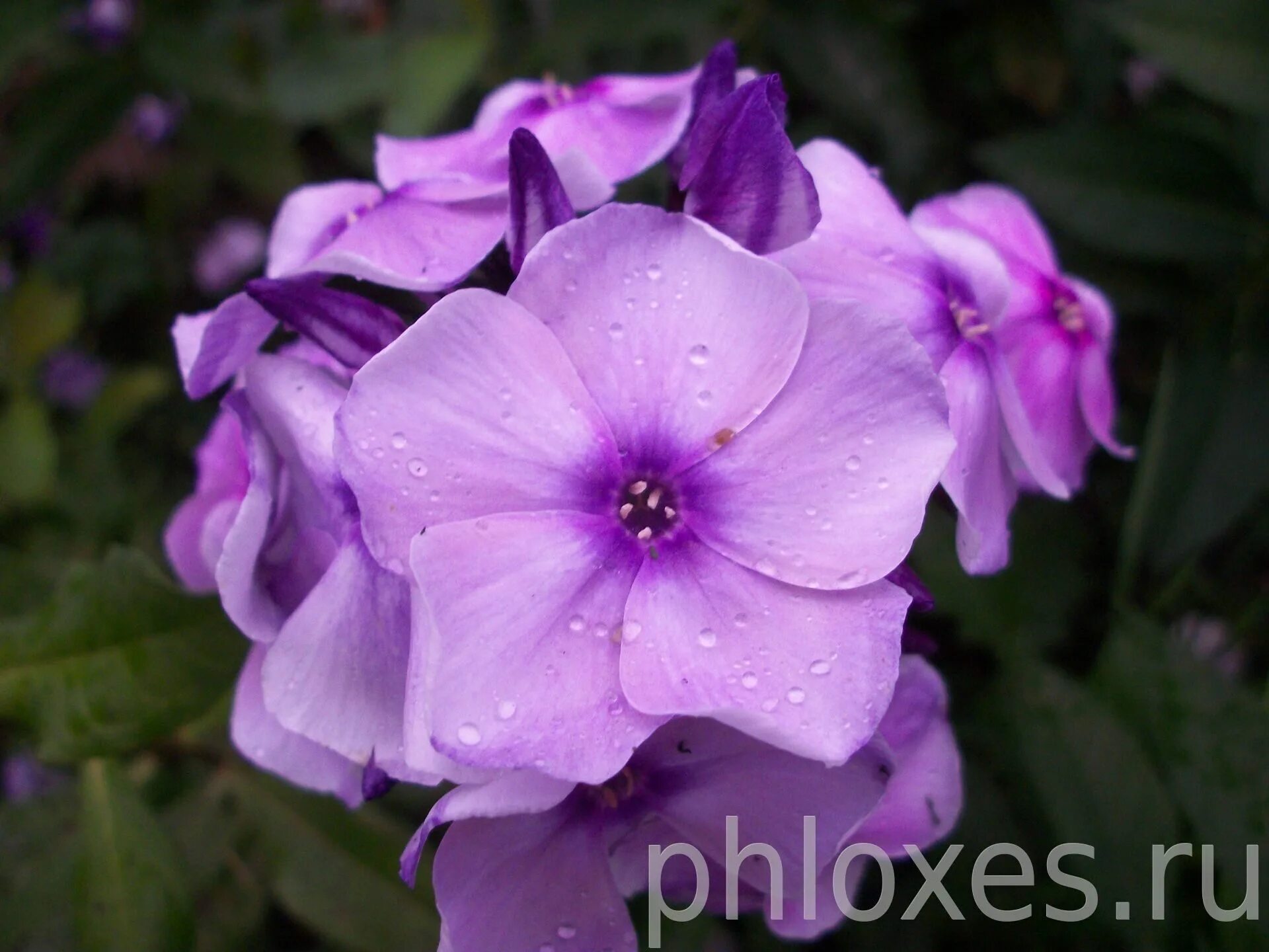 селекция флоксов. флокс метельчатый вий. флокс метельчатый жуковский. селекция флоксов. флокс новые следы.