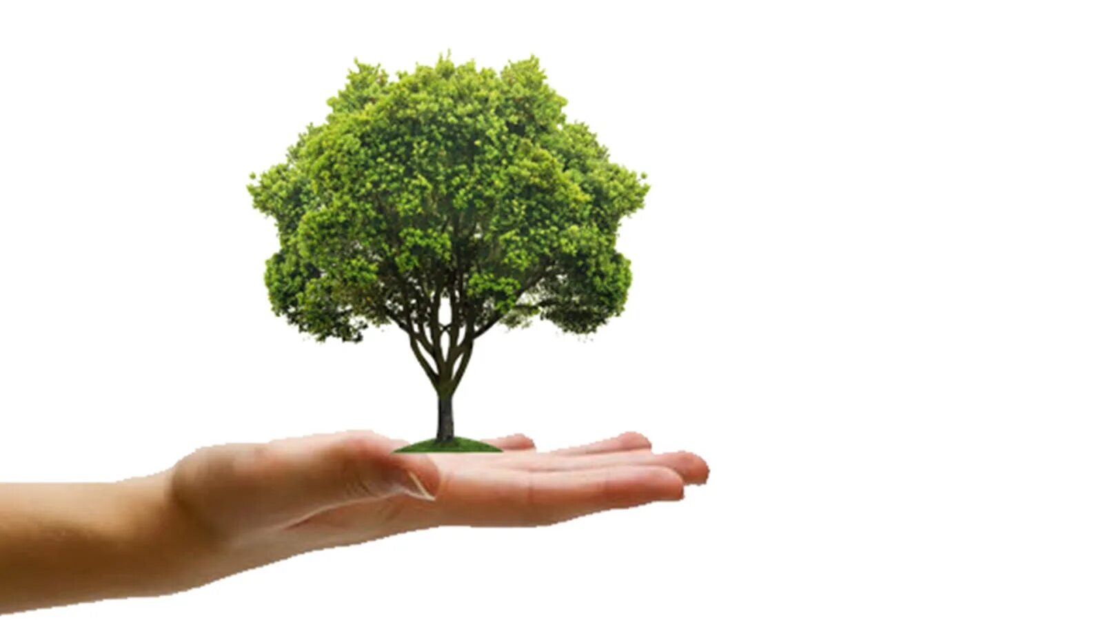 Save tree. Save trees. я дерево. tree save tree life. save tree save life.