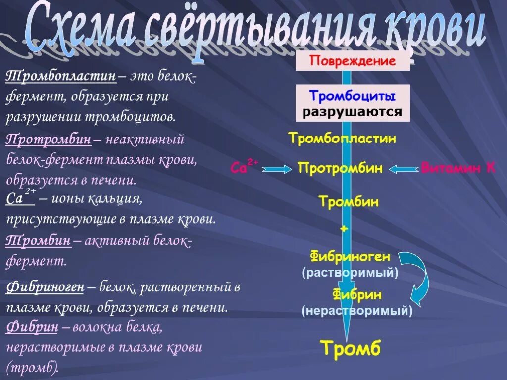 Ферменты свертывания крови. Протромбин тромбопластин фибриноген фибрин. Белок в процессе свертывания крови. Белок свертввания еооаи. Белки участвующие в свертывании крови.