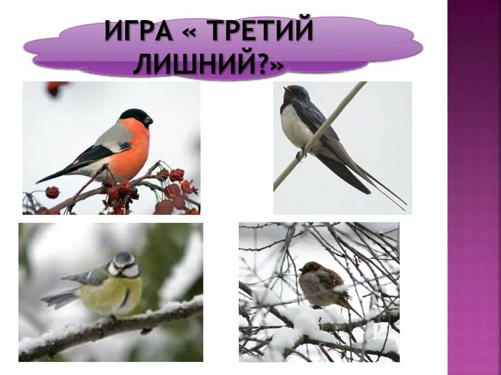 Зимующие птицы 1 класс окружающий. Птицы зимой окружающий мир 1 класс. как зимой помочь птицам 1 класс окружающий мир. как зимой помочь птицам 1 класс окружающий мир рабочая тетрадь. как зимой помочь птицам 1 класс рабочая тетрадь.