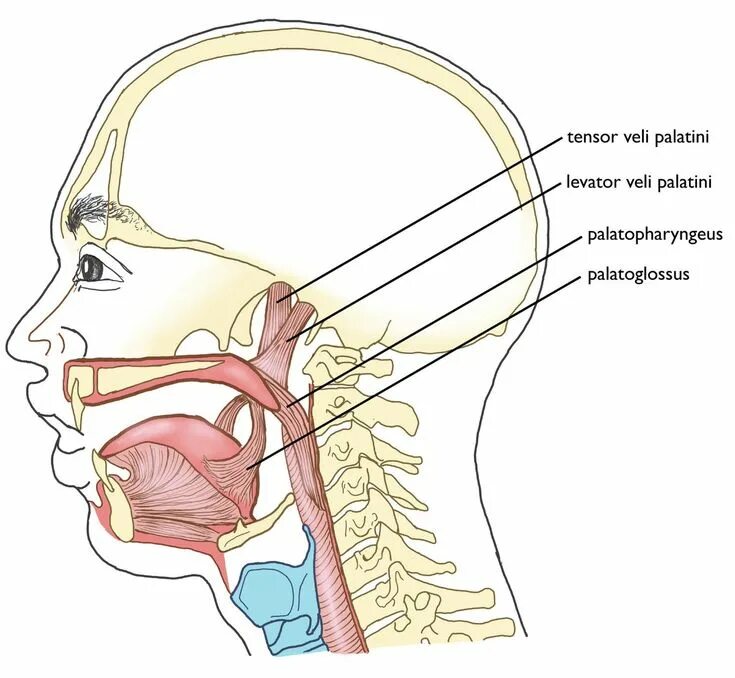 Tensor veli. Musculus levator veli palatini иннервация. musculus tensor veli palatini иннервация. tensor veli palatini мышца.