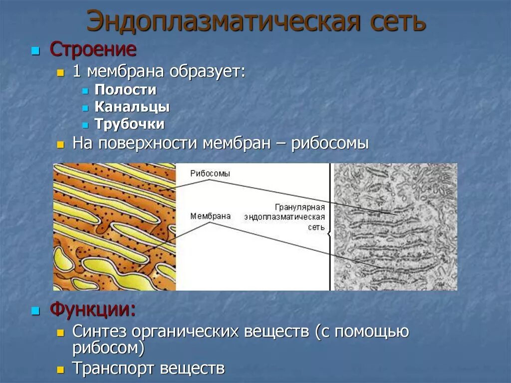 Канал эндоплазматической сети