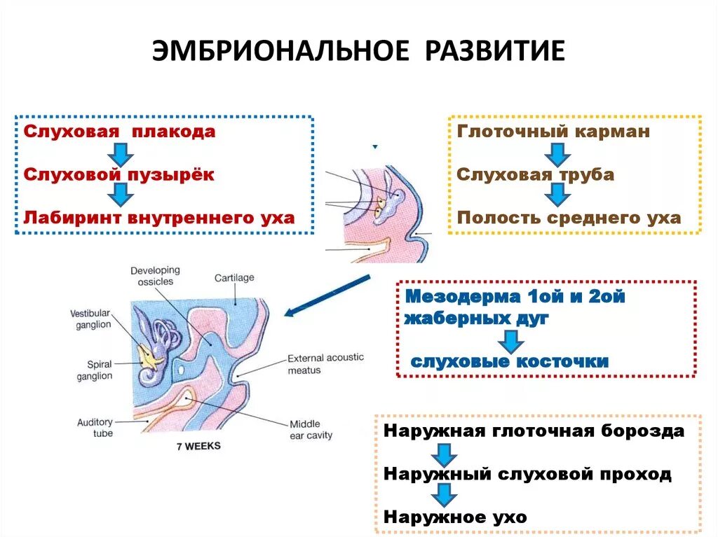 Эмбриональное развитие органа слуха. Развитие уха. Формирование органа слуха. Развитие органа слуха гистология.