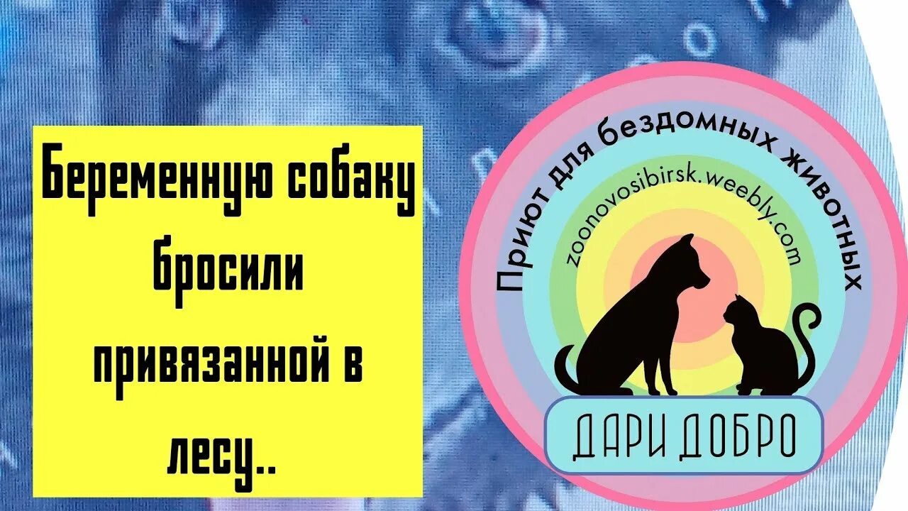 Добро приют сайт. Дари добро не приют. Приют маленькие друзья с большим сердцем. Спасение бездомных животных приют Дари добро НСК.