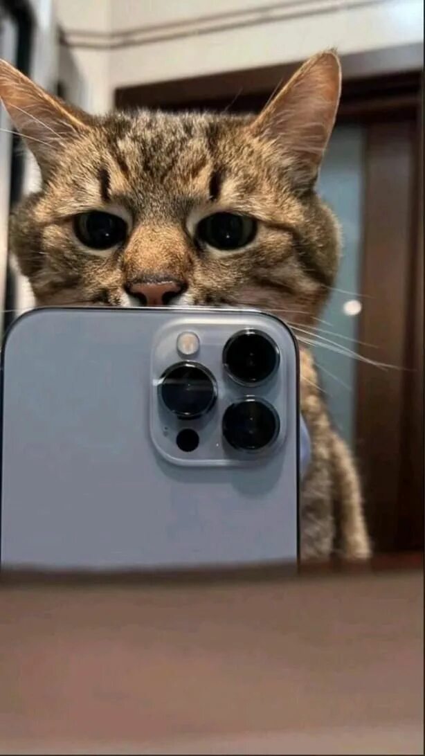 29 Cats That Have Lost Their Way in Life Cats, Crazy cats, Cat obsession