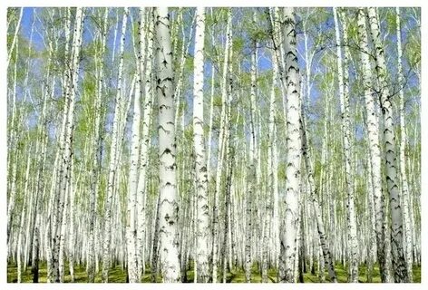 Ковер березовая роща 1