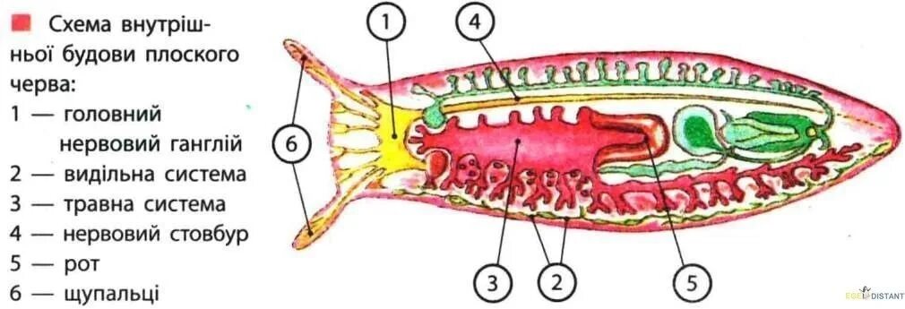 Внутреннее строение плоских. Система внутренних органов планарии. Плоские черви строение половой системы. Строение систем плоских червей. Внутренняя система плоских червей.