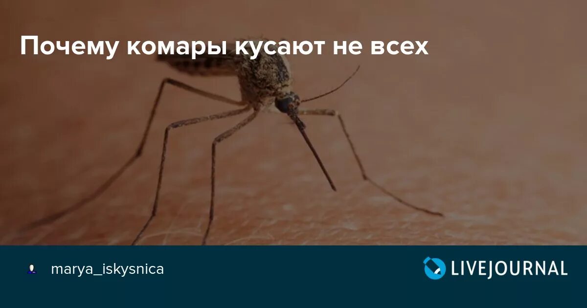 Почему не кусают комары.