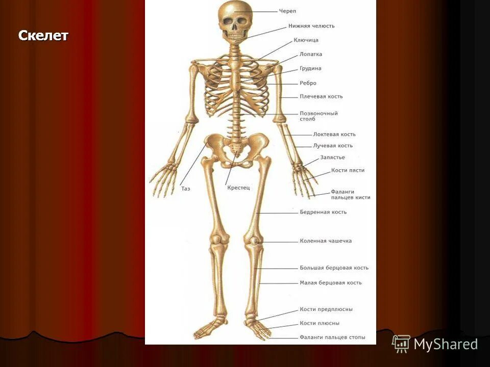 Скелет человека с названием костей 4 класс. Строение скелетной кости. Названиечастнй скелета. Название частей скелета. Скелет с названиями костей.