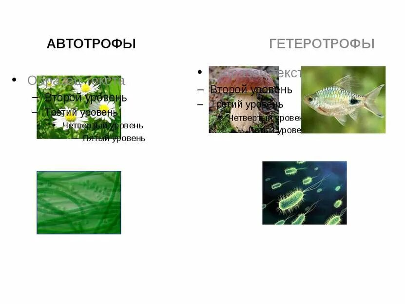 Автотрофный и гетеротрофный. Автотрофный и гетеротрофный Тип. Автотрофы и гетеротрофы. Автотрофный и гетеротрофный Тип питания. Жгутиконосцы гетеротрофы и автотрофы.