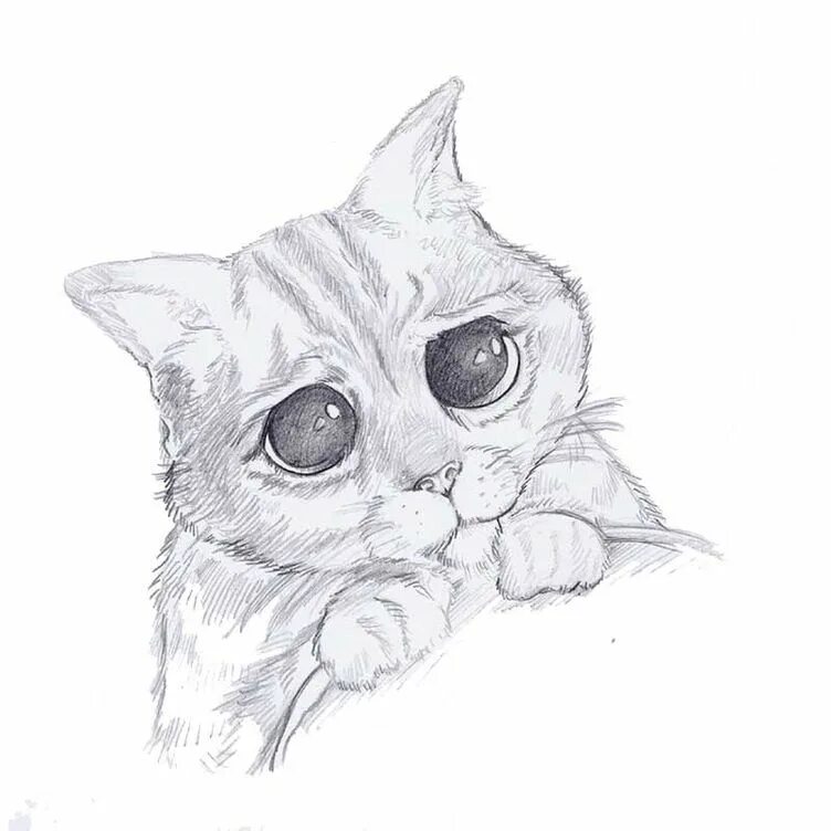 Рисунки животных карандашом. Рисунки котиков. Красивые рисунки несложные. Котик рисунок. Рисунки для срисовки животные милые и красивые