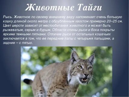 Доклад на тему виды