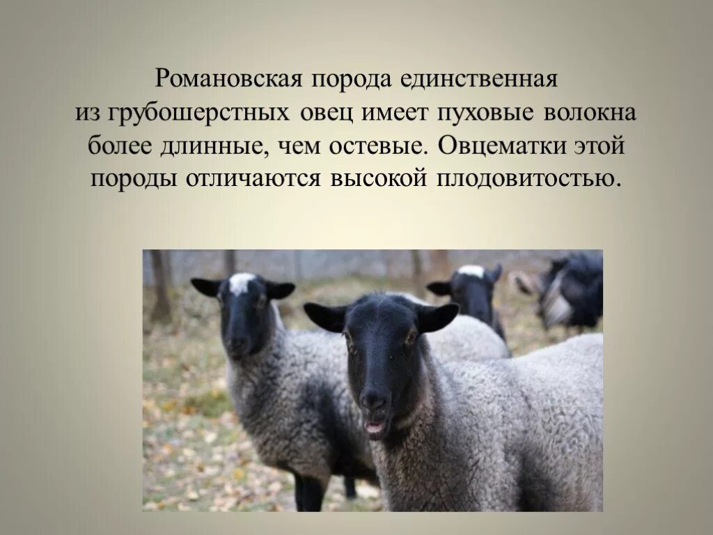 Баран романовская порода характеристика. Романовская овца. Романовская порода овец характеристика описание. Романовская порода баран. Романовская порода породы овец.