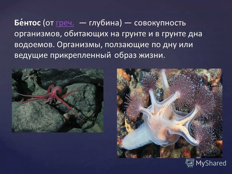 Трубчатые черви» рифтии. Какие организмы обитают в океане. Бентос зообентос и фитобентос. Обитатели морского дна. Живые организмы обитающие в водах мирового океана.