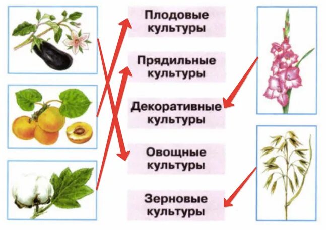 Приведи пример сортов культурных растений. Приведи пример сортов культурных растений