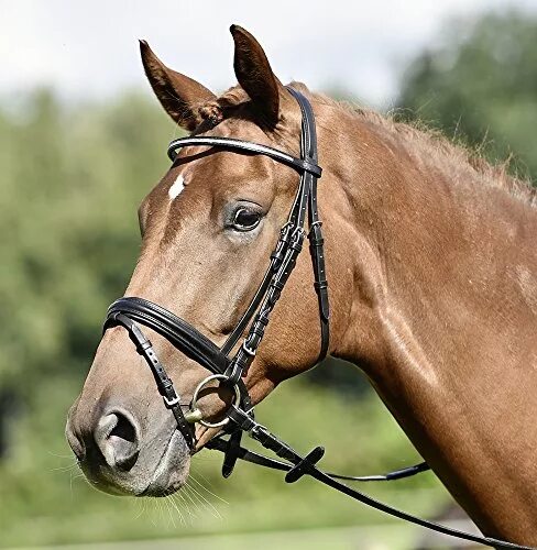 Трензель. Что это такое и зачем нужно? My horse story Дзен