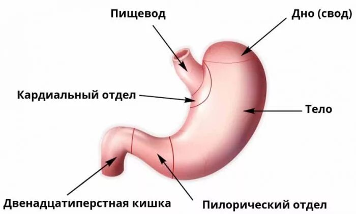 Какие отделы имеет желудок. Отделы желудка анатомия. Строение желудка пилорический отдел. Пилорический отдел желудка схема. Пилорический отдел желудка рисунок.