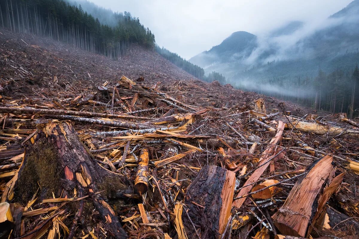 Cut down forest. Долина Мехико обезлесение. Чунский ЛПК вывозка леса. Вырубание лесов обезлесение. Вырубка леса.