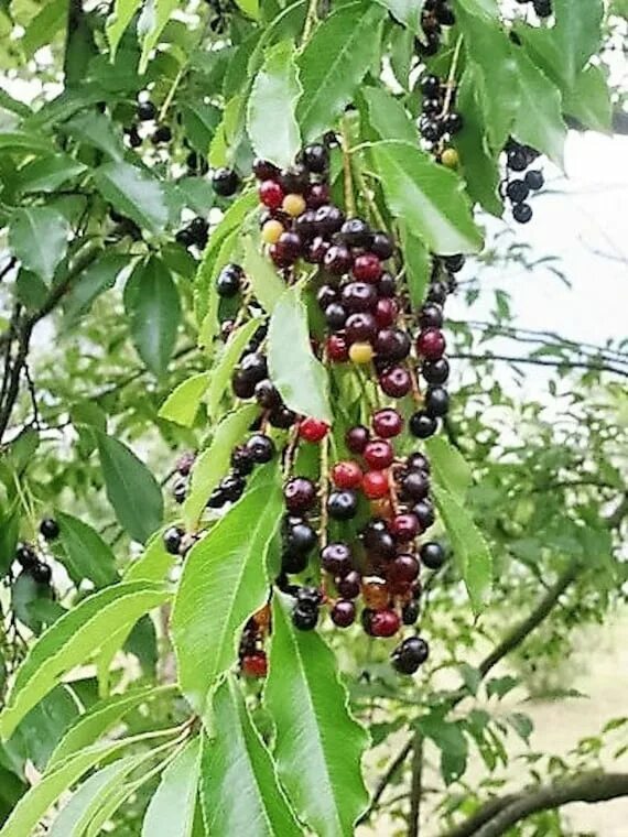 Черемуха черешня. Вишня американская (prunus serotina). черемуха поздняя (prunus serotina). black cherry (prunus serotina ) дерево. черёмуха поздняя или американская вишня.