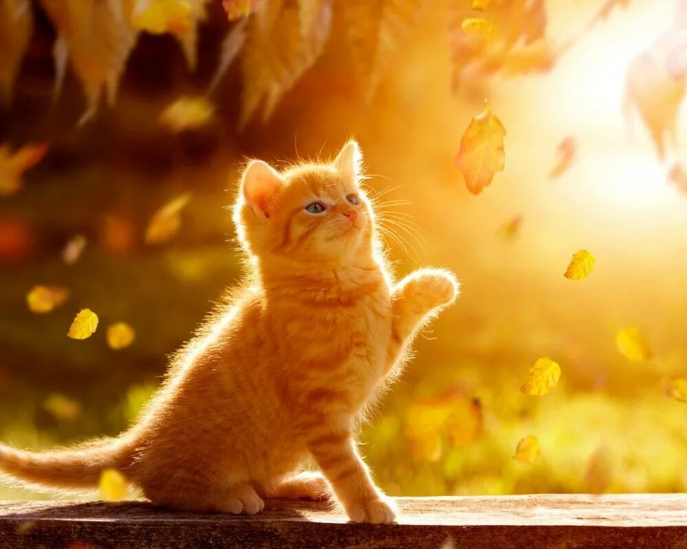 Кот как солнышко сияет. Котенок на солнце. рыжий котёнок. котёнок и солнышко. солнечный рыжий котенок.