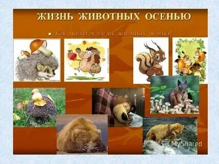 Изменение в жизни зверей осенью