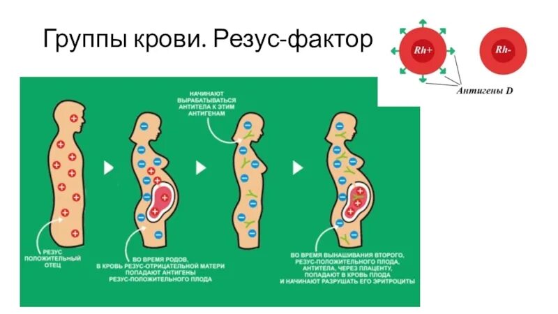 Резус фактор. Резус конфликт. Конфликт резус факторов. Конфликт резус факторов при беременности. Резус отрицательные доноры