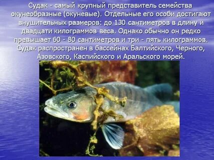 Судак описание