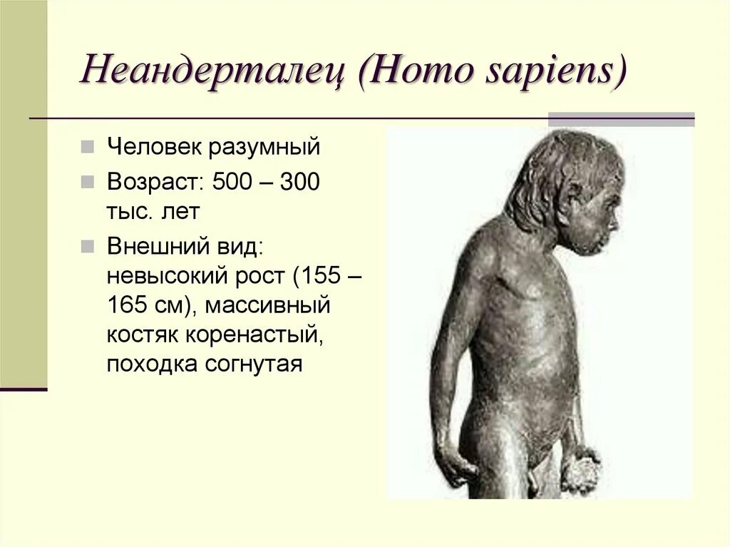 Сколько лет человечеству. Вид человек разумный (homo sapiens). Неандерталец рост вес образ жизни. Неандерталец хоосапиенс. Человек разумный homo sapiens характеристика.