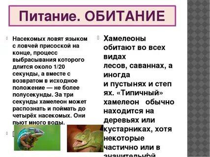 Таблица хамелеон