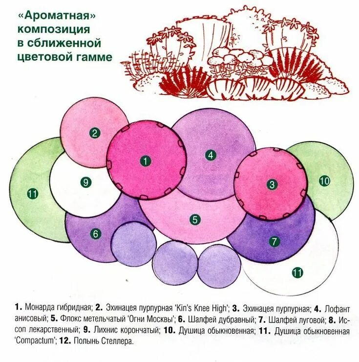 Клумбы непрерывного цветения схемы. Миксбордер схема с названиями и описанием. цветник миксбордер непрерывного цветения схема. схема цветника миксбордера. клумба пряные травы схема.