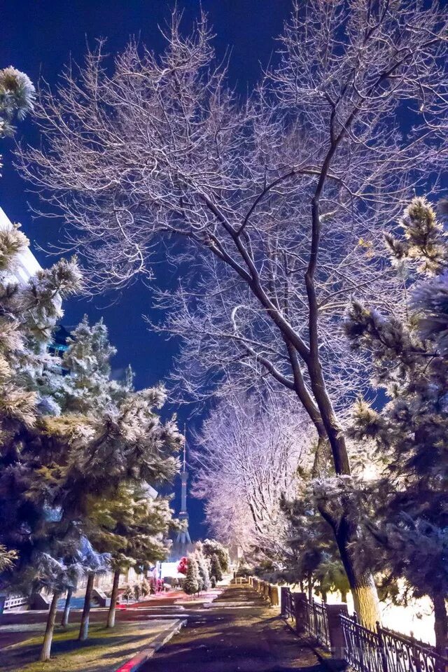 Ташкент январь. Зимний Ташкент. Узбекистан Ташкент зимой. Зима в Ташкенте. Узбекистан природа зимой.