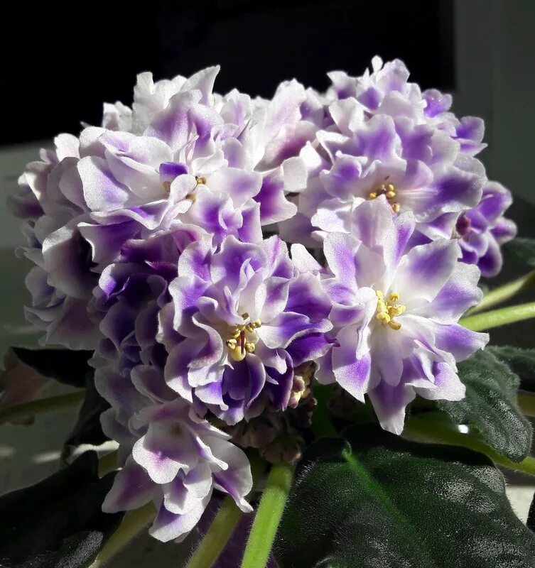 Фиалка сорта виконт. Фиалка ек мандрагора. Фиалка сорт дриада. Фиалки сорта рс. Рс герцогиня люкс фиалка.