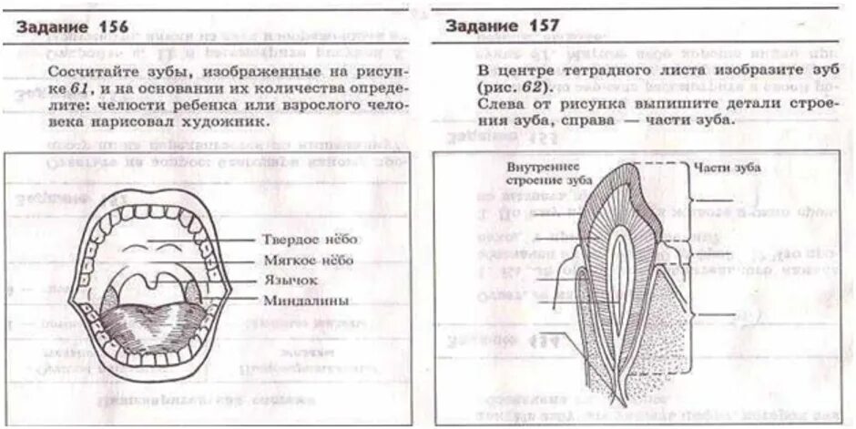 Карточки биология 8 класс. Строение зубной системы и зубов 8 класс. Строение зубов биология 8 класс Пасечник. Схема зуба биология 8. Строение зубной системы и зубов 8 класс биология.