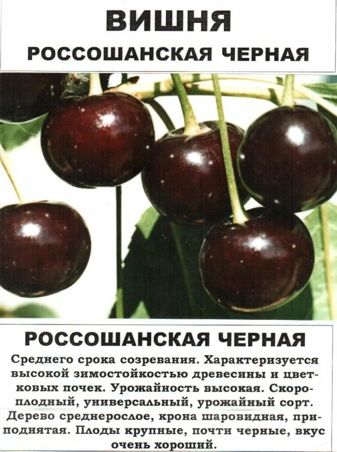 Сладкие сорта вишни для средней полосы. Вишня гриот Россошанский. Сорт вишни Россошанская черная. Черешня Шоколадница крупноплодная. Вишня сорт гриот Россошанский.