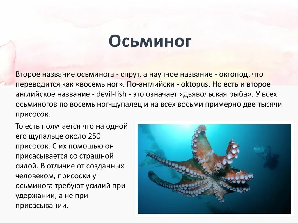 Осьминог 3 класс