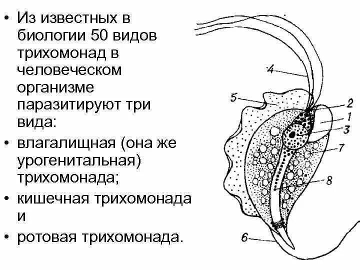 Трихомонада строение. Кишечная трихомонада строение. кишечная трихомонада рисунок с подписями. влагалищная трихомонада строение. трихомонада ротовая препарат.