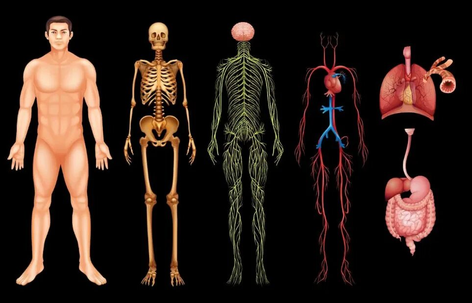 Организм человека и сам человек. Тело человека органы. Анатомия человеческого тела. Человеческий организм.
