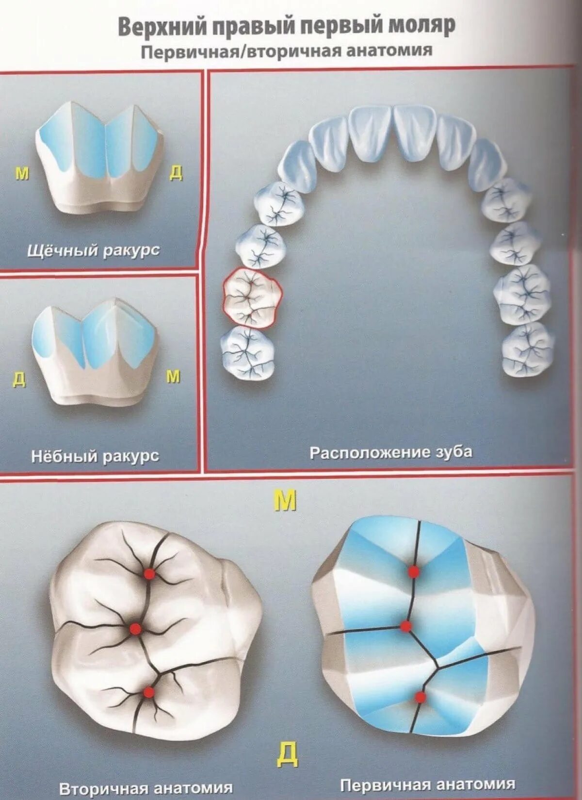 Латеральный резец верхней челюсти анатомия. Зубы методичка. Стенки зуба латеральная медиальная. Анатомия зубов человека бугры. Строение зубов человека анатомия зубов человека.