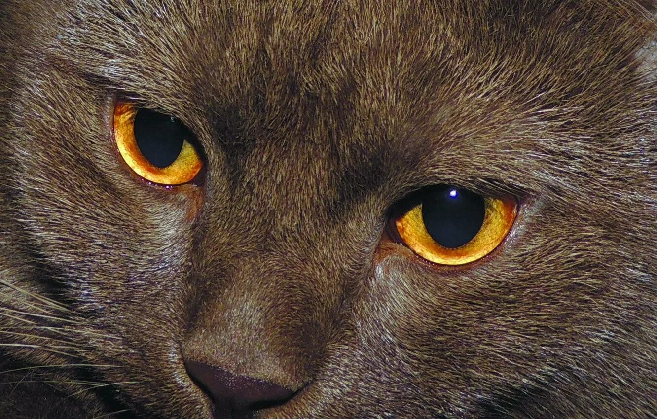 Кошачий глаз. Зрачок кошки. Цвет кошачий глаз.