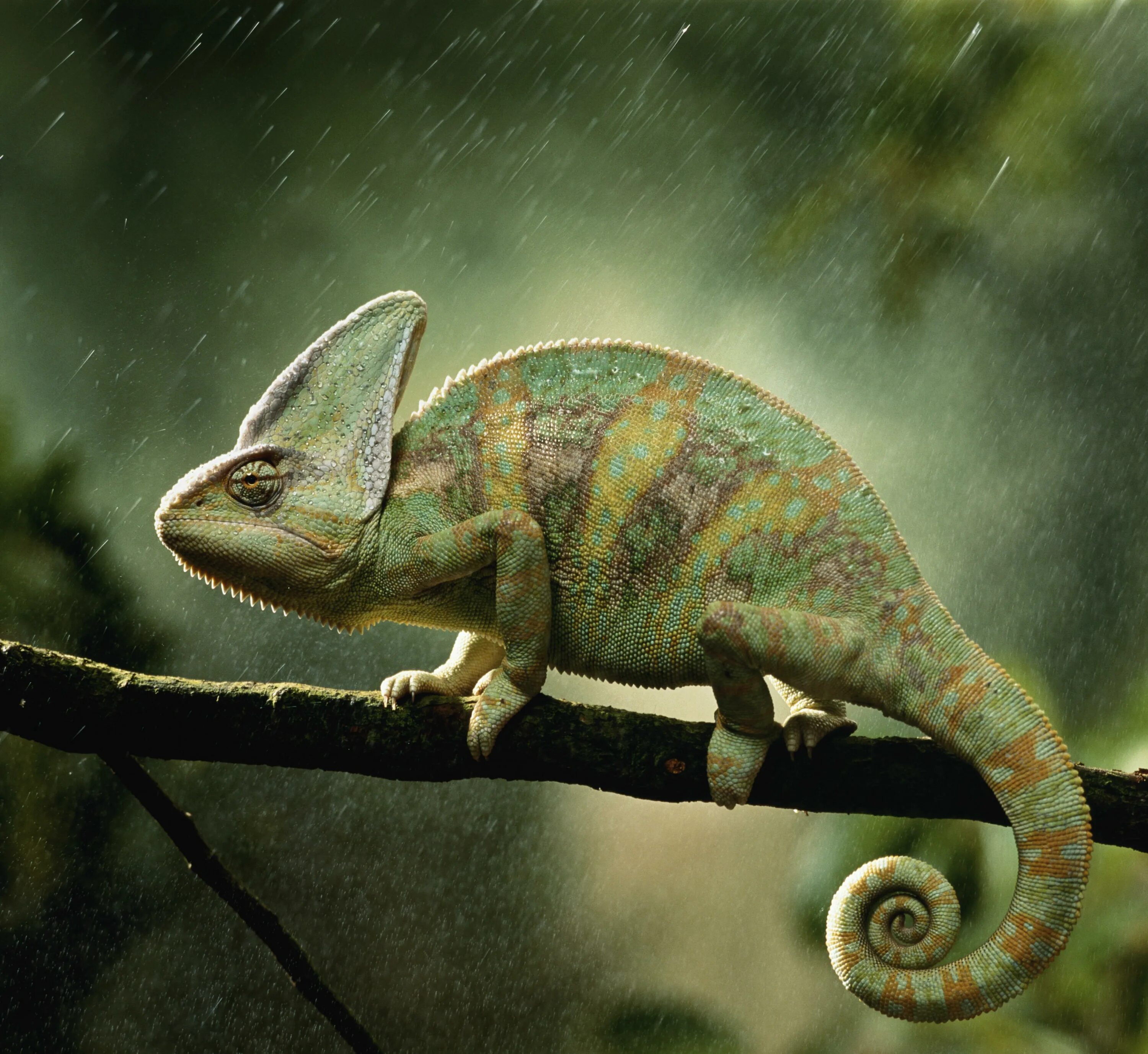 Какие животные обитают влажных субтропиках 4 класс. Chamaeleo calyptratus. хамелеоны в субтропиках. животные хамелеон. хвост хамелеона.