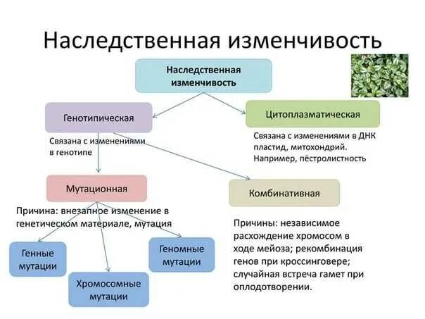 Ненаследственные изменения организма. Биология 9 класс наследственная изменчивость конспект. Схема по биологии наследственная изменчивость 9 класс. Типы наследственной изменчивости 9 класс. Форма наследственной изменчивости ЕГЭ биология.