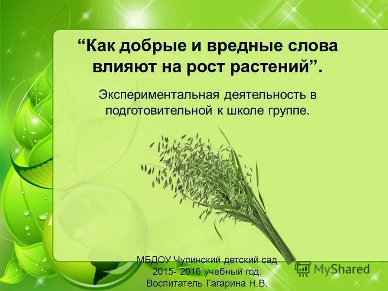 Как слова влияют на растения. Вредные слова. Экспериментальные растения. Как добрые слова влияют на человека.