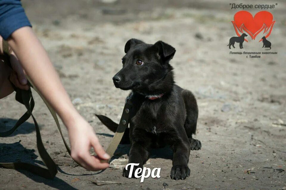 Тер no 8. Тера собака. Собака тера видели видео. Ter Dog'lari ni yoqotish.