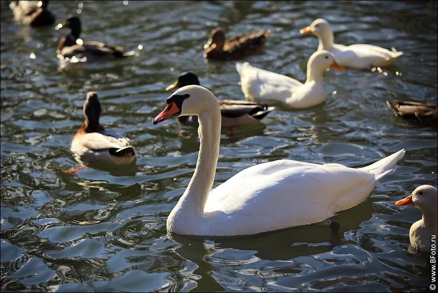 лебедь и утка. лебедь и утка. водоплавающие птицы лебедь. лебеди на озере. утки гуси лебеди.