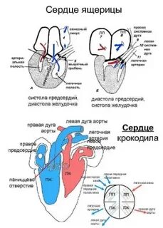 Строение сердца у пресмыкающегося