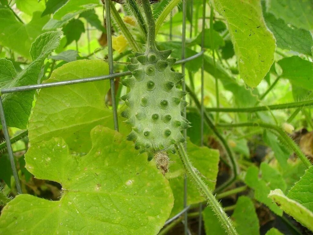 Черношипые сорта огурцов. Огурцы сорт артист. Огурцы пупырчатые сорта. Точки на плодах огурца. Огурец фото.