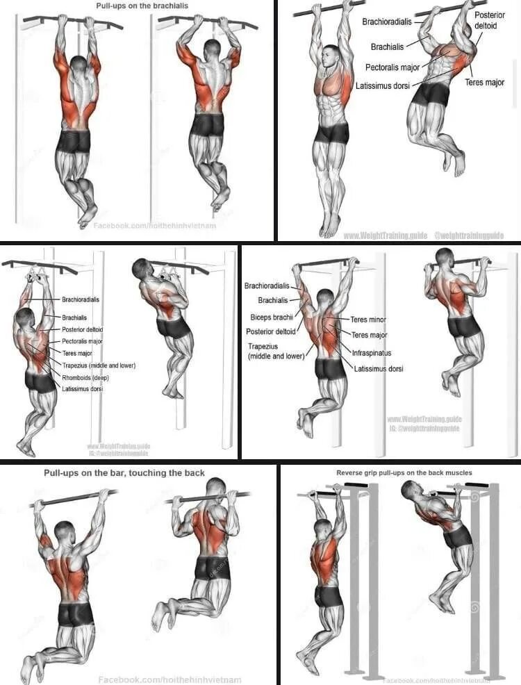 Какие подтягивания на какие группы. Подтягивания хватом снизу какие мышцы работают. Виды подтягиваний. Подтягивания различным хватом. Подтягивания на турнике какие мышцы работают.
