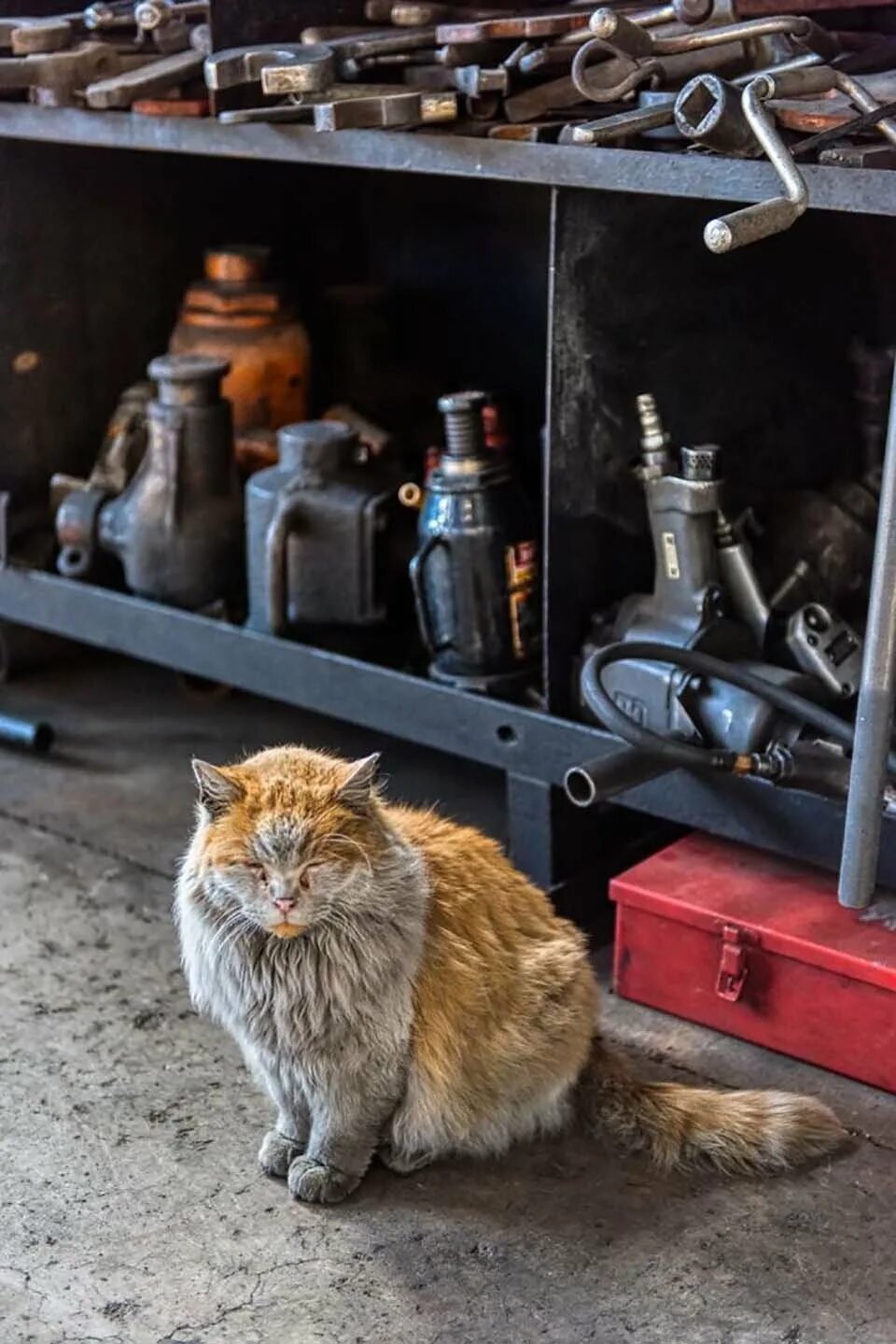 Котик на заводе. Цеховой кот. Кот работяга на заводе. Грязный кот на заводе. Кот механик